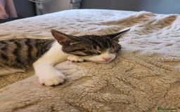 Mixed Breed cats for sale: 3 male grey and black tabbies  - Advert 2