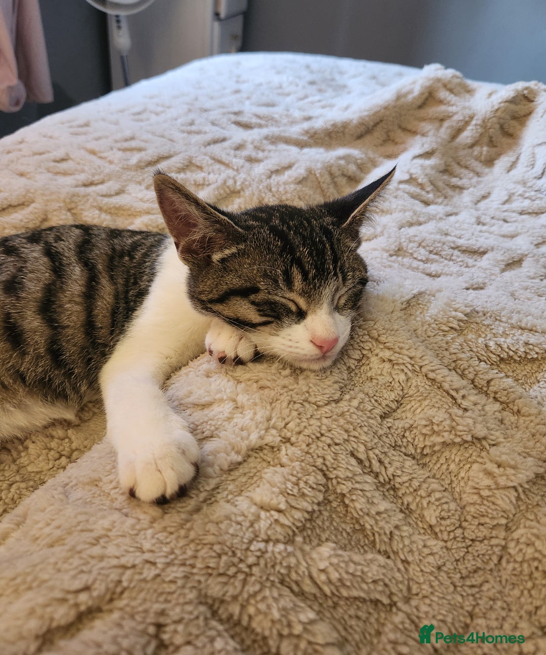 Mixed Breed cats for sale: 3 male grey and black tabbies  - Advert 2