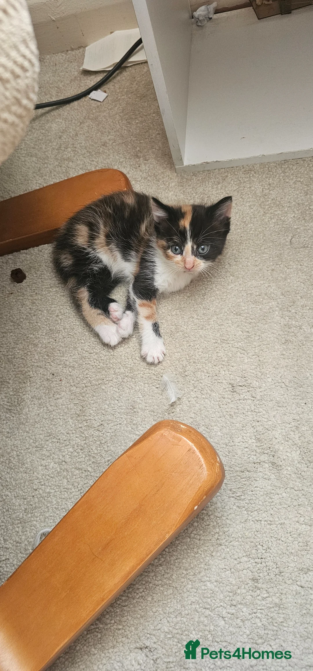 Mixed Breed cats for sale: 2 Beautiful Kittens for Sale  in Windsor - Advert 2