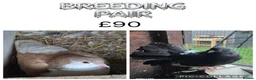 Pigeons birds for sale: Various Pigeons - Advert 2