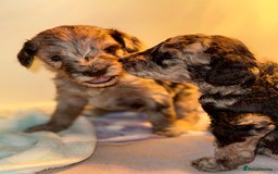 Cockapoo dogs for sale: Stunning Merle cockapoos - Image 19