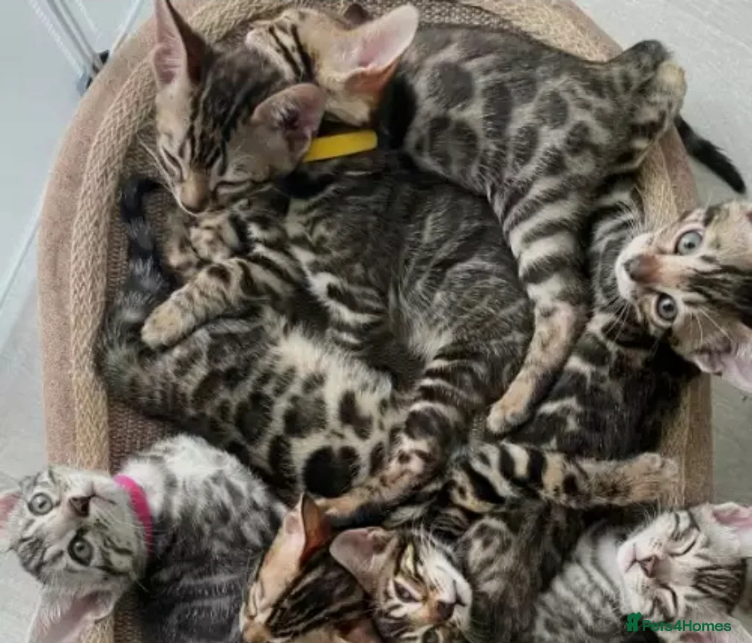 Maine Coon cats for sale: Main coon cross - Advert 1