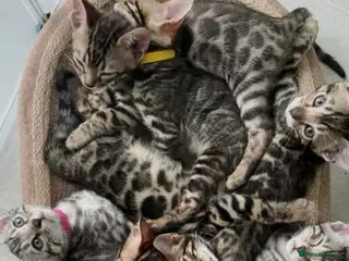 Maine Coon cats Main coon cross - Advert 13