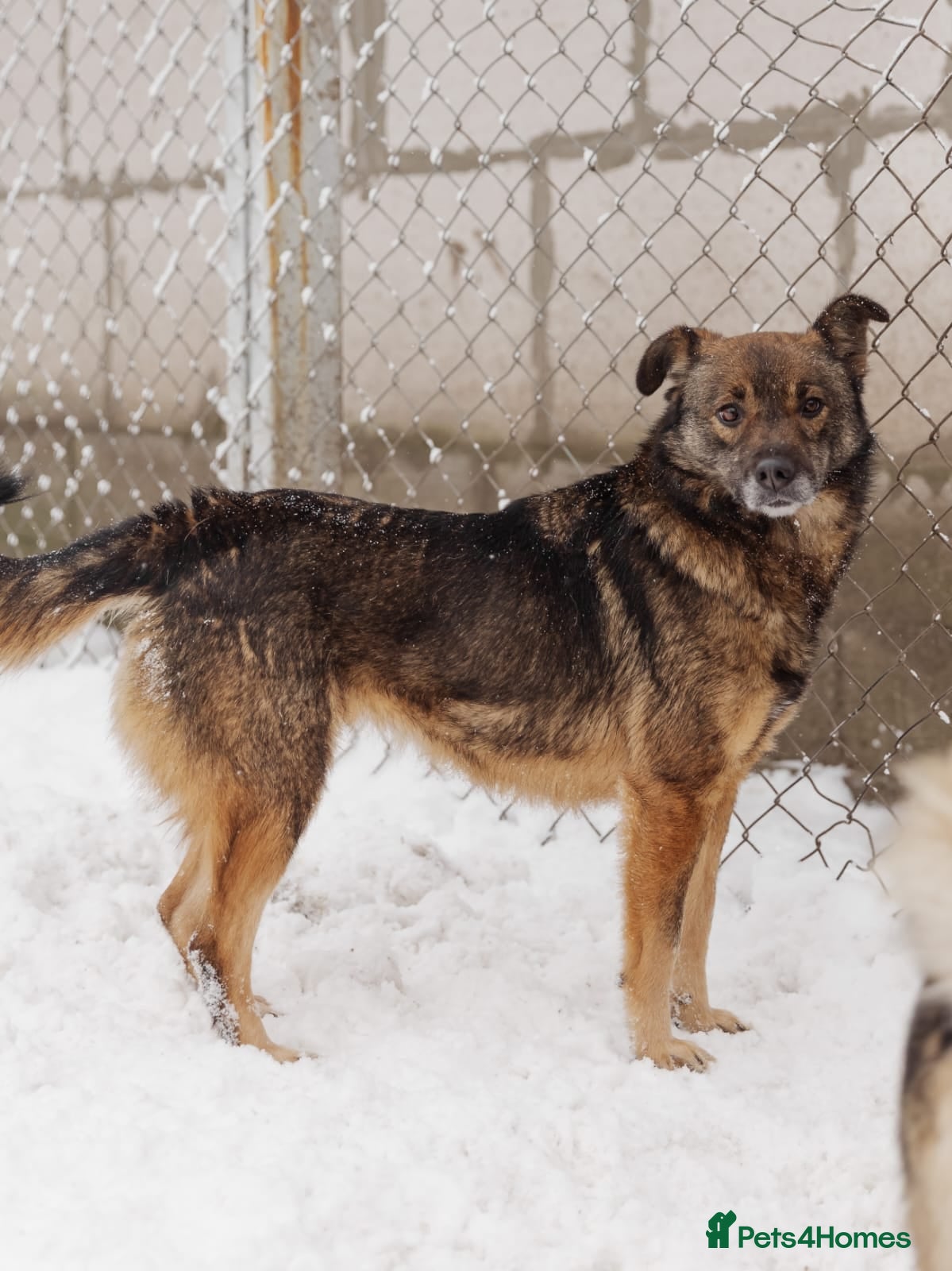 Mixed Breed dogs ❤️Mona❤️3 yo soft and lively girl medium,knee size - Advert 18
