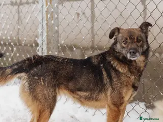 Mixed Breed dogs ❤️Mona❤️3 yo soft and lively girl medium,knee size - Advert 18