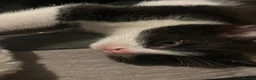 Mixed Breed cats for sale: Tuxedo kittens  - Advert 7