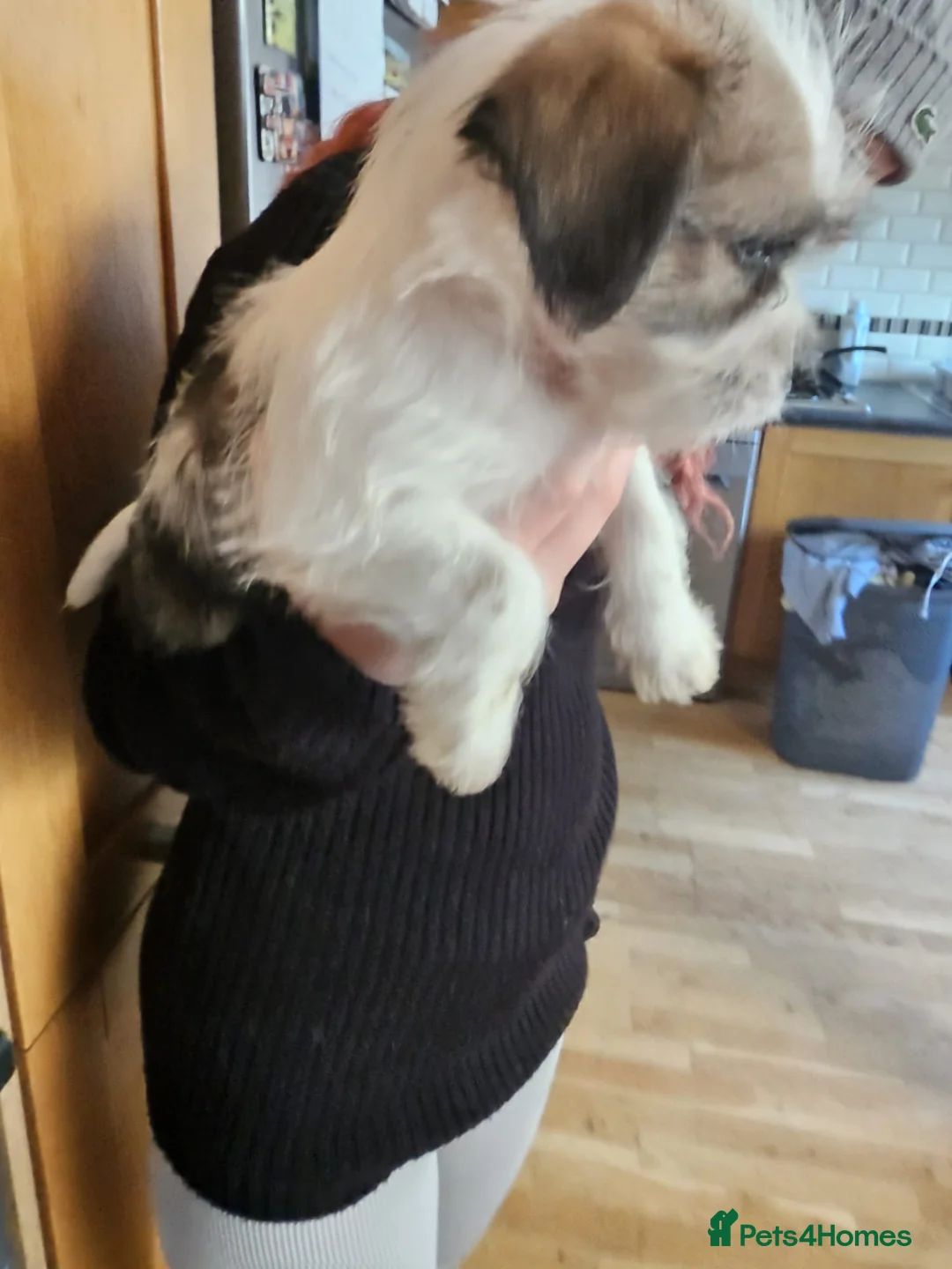 Mixed Breed dogs for sale: Shin tzu cross puppies - Advert 16