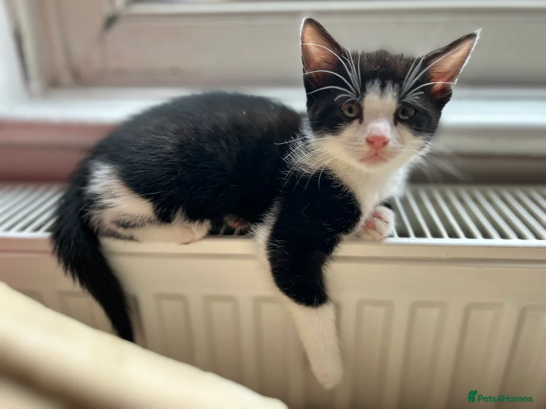 Mixed Breed cats for sale: Kittens are looking for a home  - Advert 5