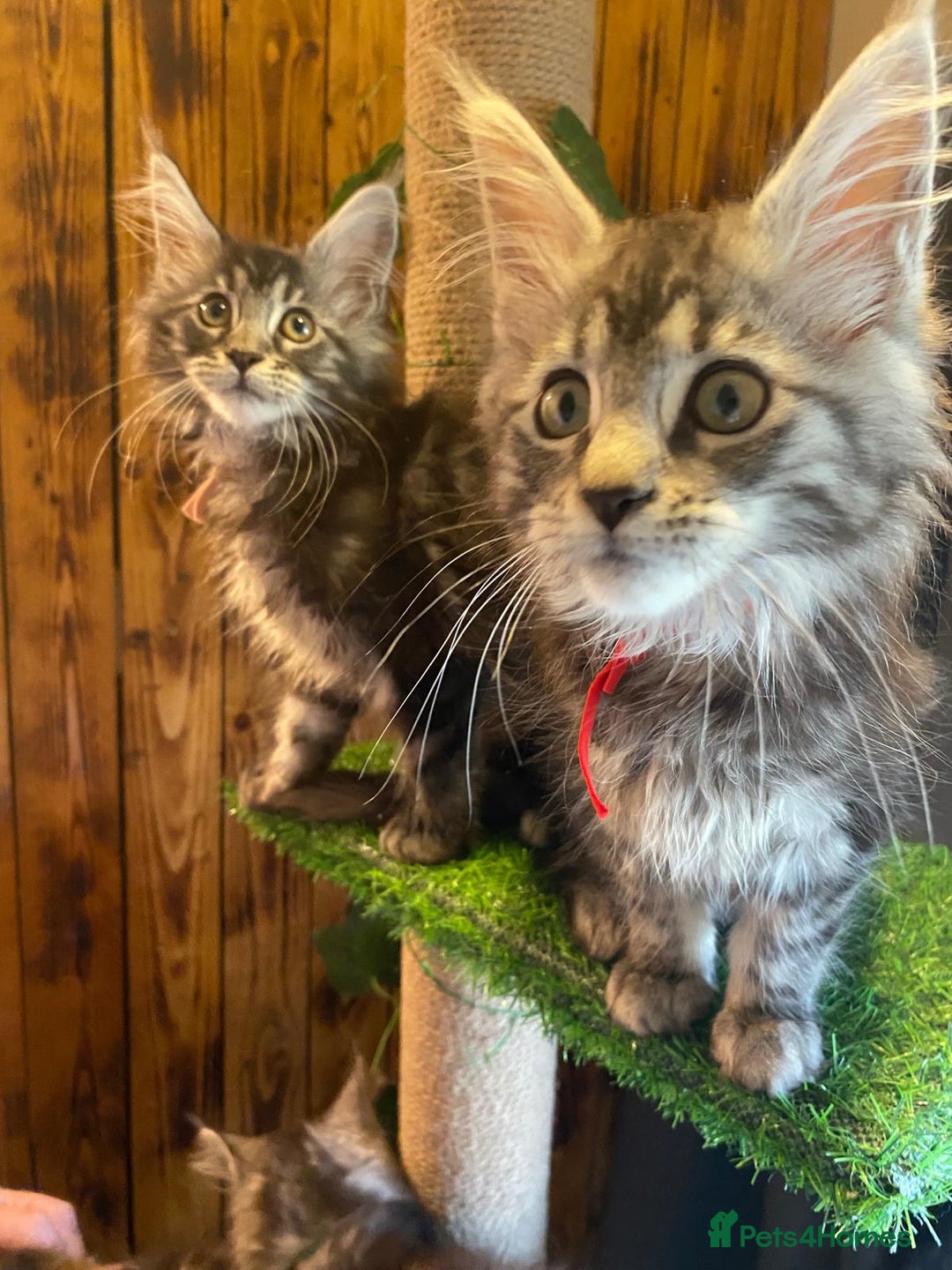 Maine Coon cats for sale: Gccf maine coon babies - Advert 25
