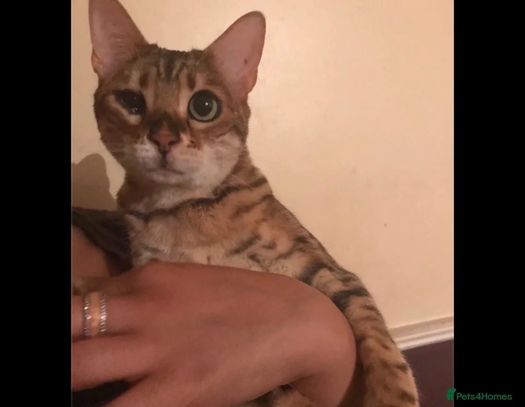 Bengal cats for sale: Female & male  in Rotherham - Advert 6