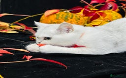 British Shorthair cats for sale: Tica British short hair kittens  - Image 17