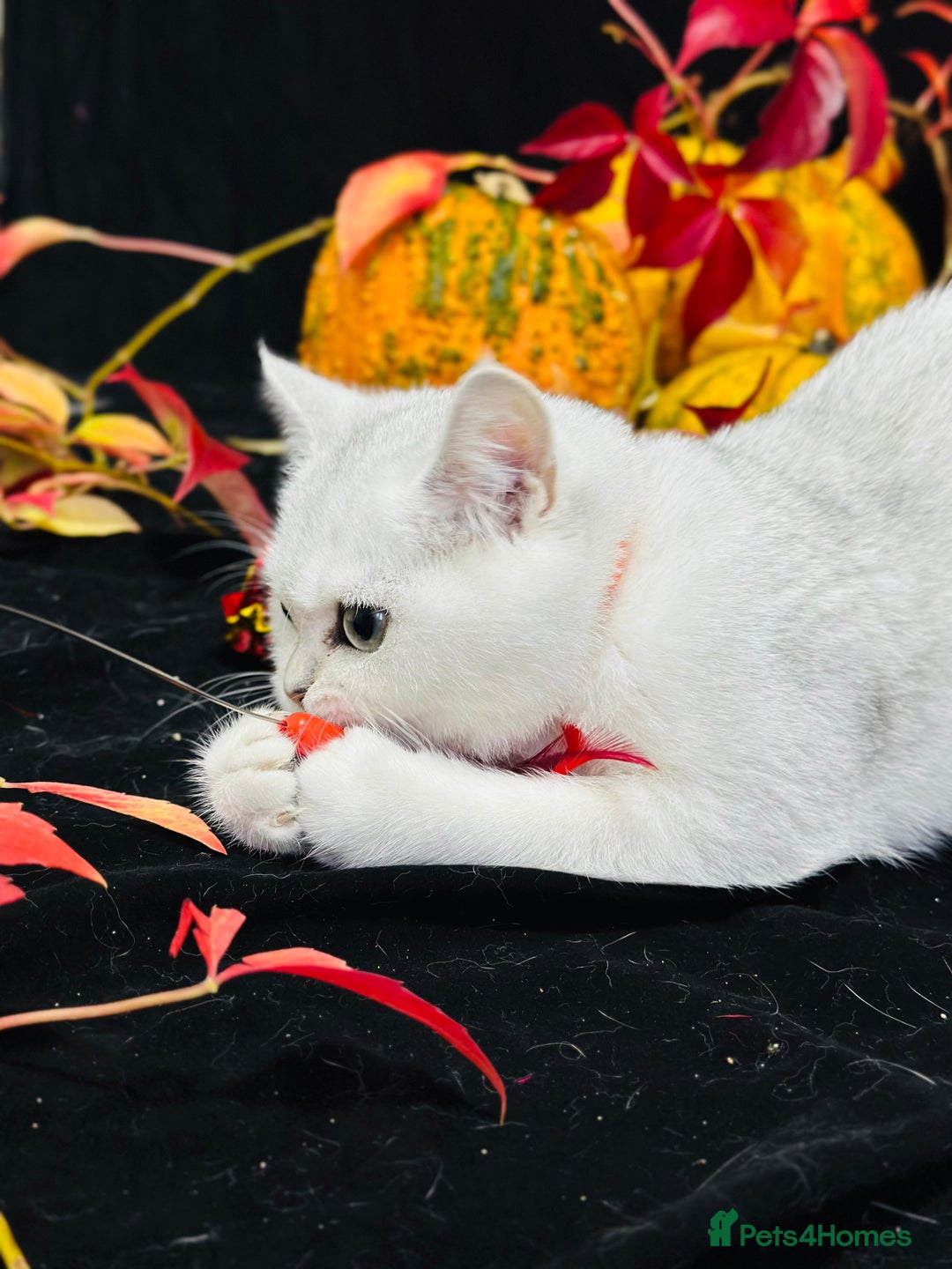 British Shorthair cats for sale: Tica British short hair kittens  - Image 17