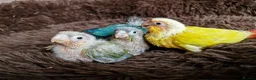 Conures birds for sale: Adorable fully hand reared baby conures!!  - Advert 3