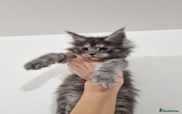 Maine Coon cats for sale: Purebred King Size Maine Coon kittens  - Image 5