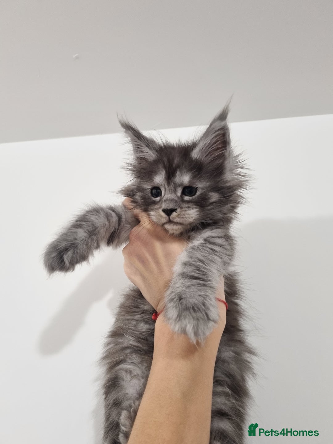 Maine Coon cats for sale: Purebred King Size Maine Coon kittens  - Image 5
