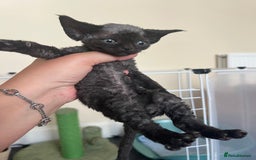 Devon Rex cats for sale: Affectionate Devon Rex Boy available  in Ramsgate - Image 4