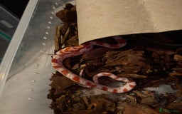 Corn Snake reptiles for sale: 18 beautiful amel Cornsnakes  - Image 5