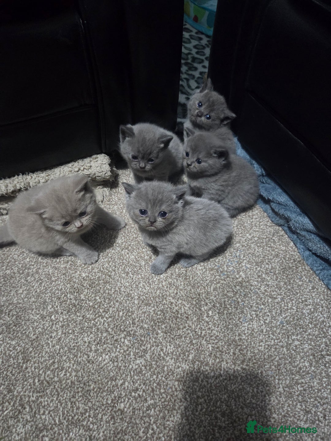 British Shorthair cats for sale: British short hair kittens - Image 4