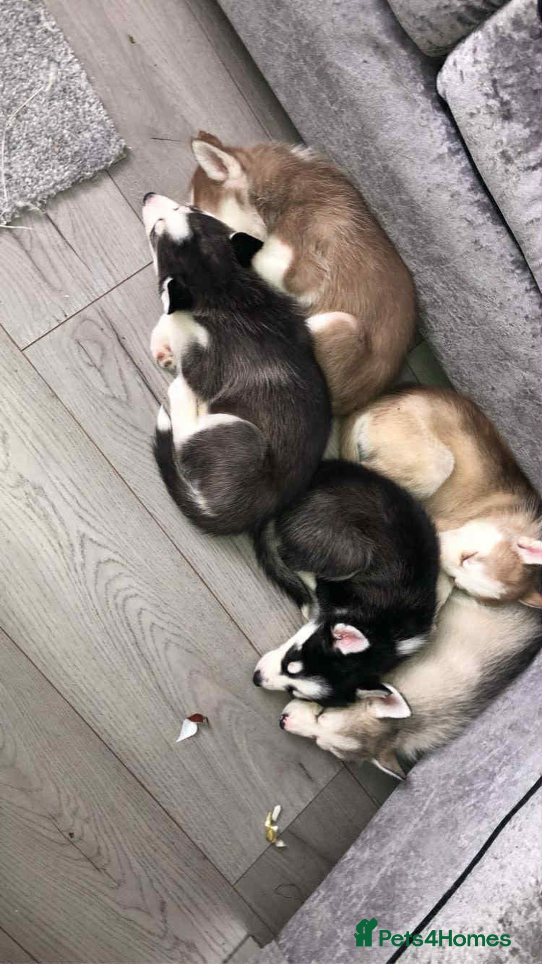 Shepsky dogs for sale: Puppies - Advert 10