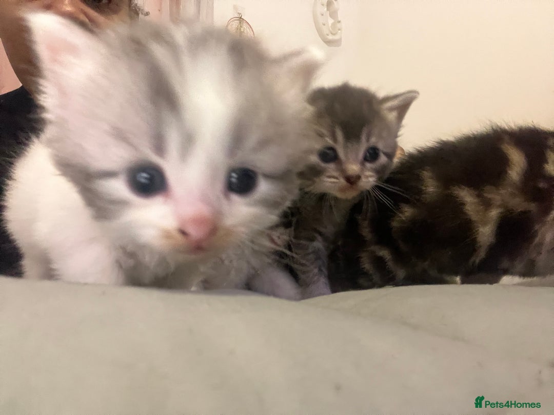 Mixed Breed cats for sale: 4 kittens 1 Mother, individual or whole family  - Advert 4