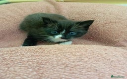 British Shorthair cats for sale: 2 boy kittens for sale - Image 7