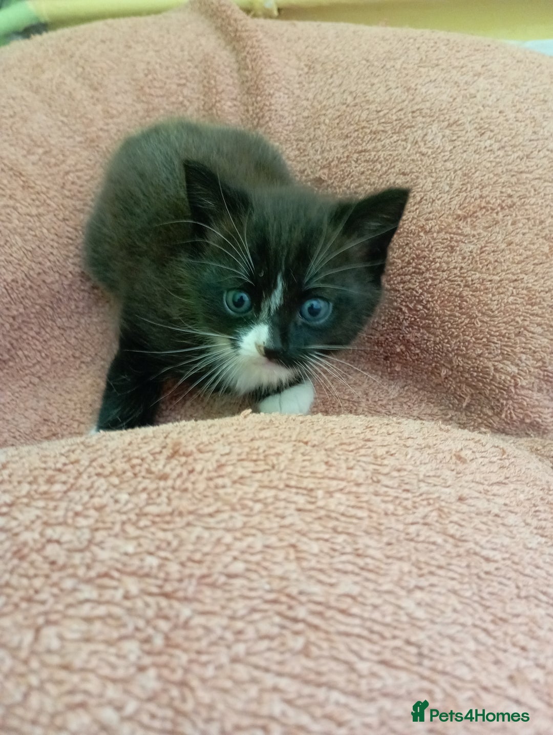 British Shorthair cats for sale: 2 boy kittens for sale - Image 7