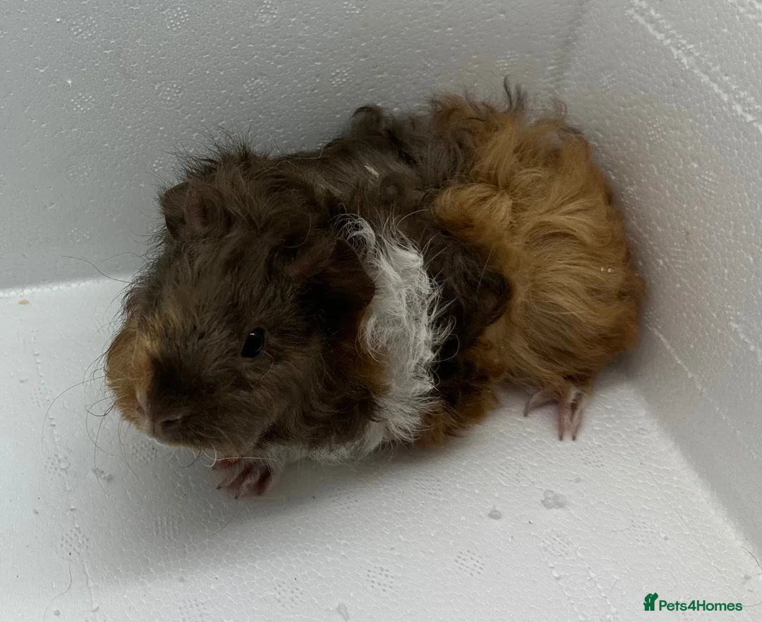 Guinea Pig rodents for sale: Stunning! Female & Male Baby Alpaca Guineapigs  - Advert 2