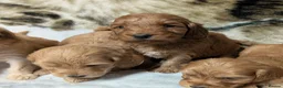 Cockapoo dogs for sale: Quality DNA Clear Cockapoo Puppies  - Advert 18