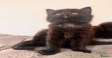 Norwegian Forest Cat cats - Advert 2