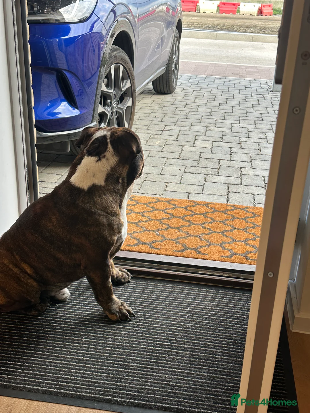 English Bulldog dogs for sale: Gorgeous 3 year old Bulldog  - Advert 5