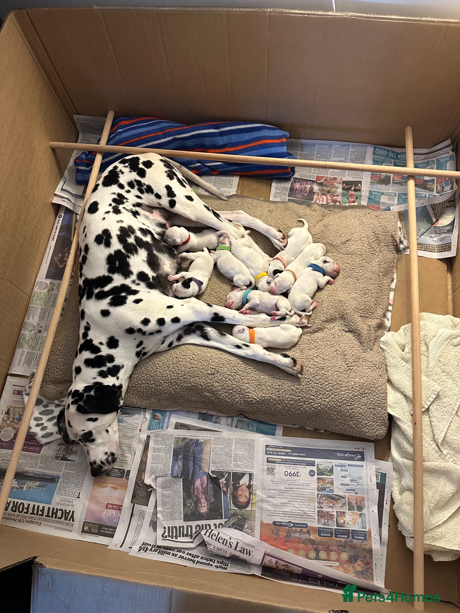 Dalmatian dogs Dalmatian Puppies  - Advert 3