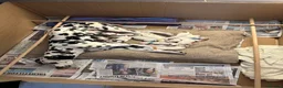 Dalmatian dogs for sale: Dalmatian Puppies  - Advert 1