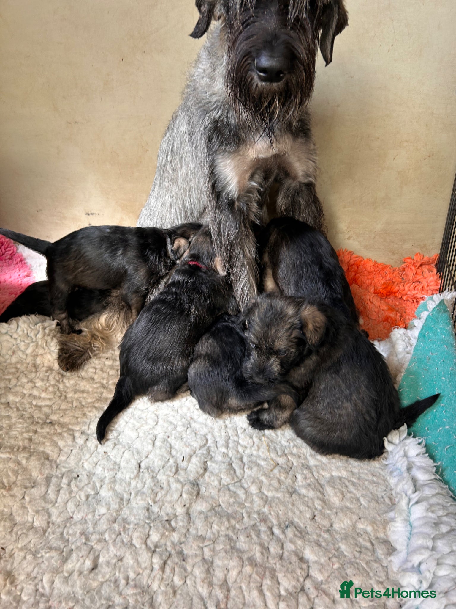 Giant Schnauzer dogs KC reg , Pepper and Salt giant schnauzer puppies. - Advert 13