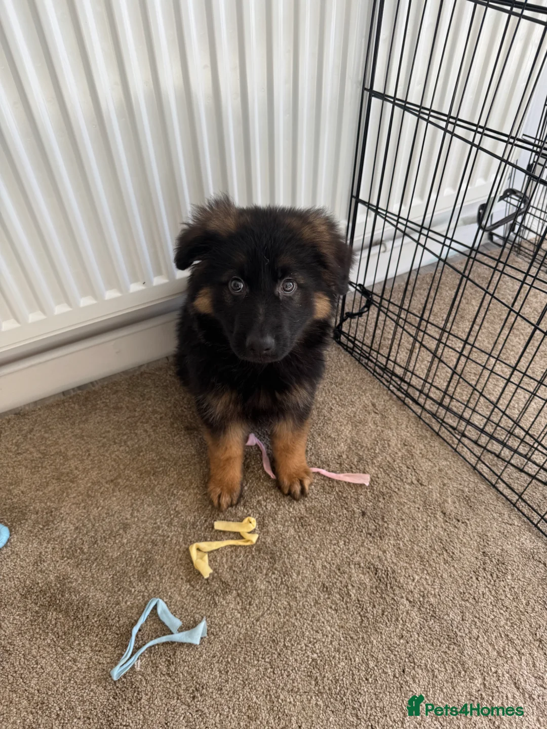 German Shepherd dogs for sale: 9 week old Male German shepherd  - Advert 8