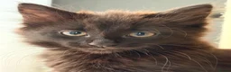 Mixed Breed cats for sale: Kittens  in Coventry - Advert 3
