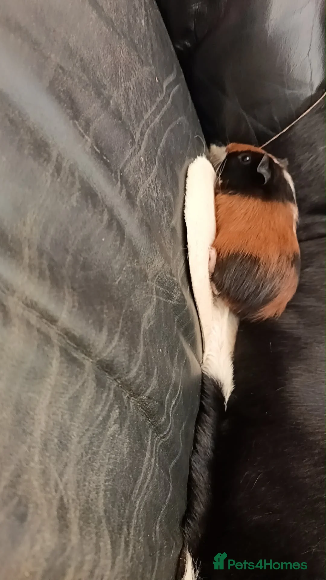 Guinea Pig rodents for sale: 2 x make baby genuine pigs  in Nantwich - Advert 2