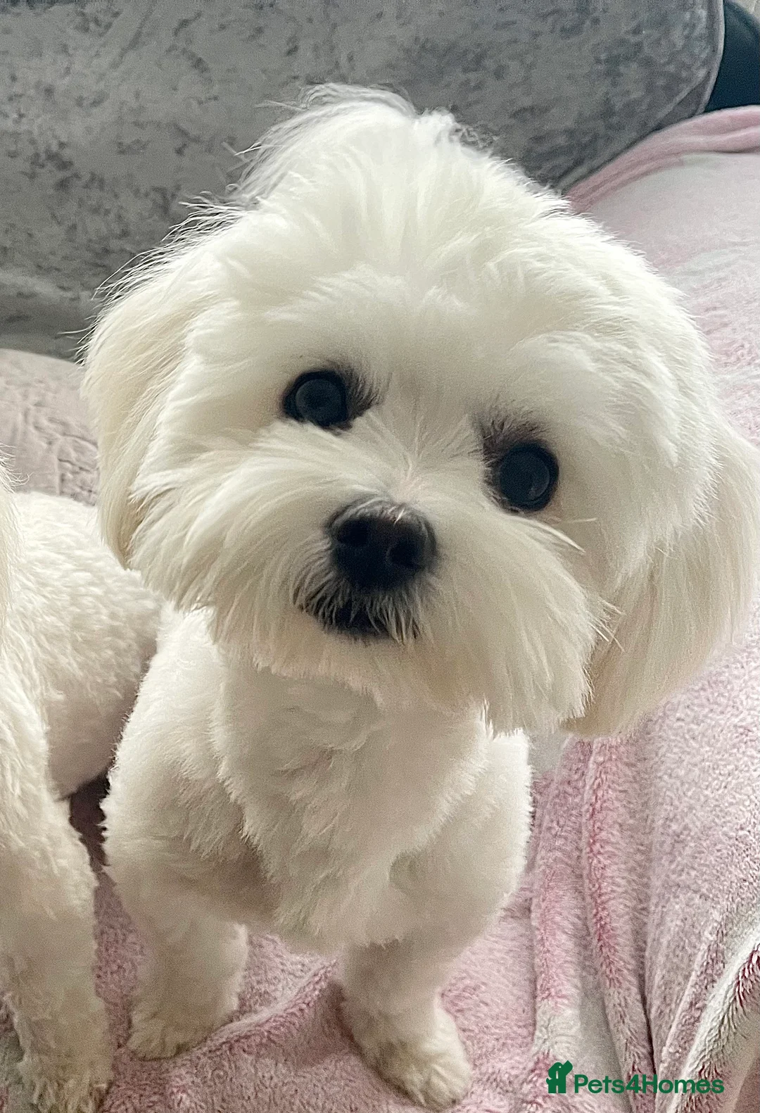 Maltese dogs for stud: Small Maltese for STUD! Pure breed! in London - Advert 7