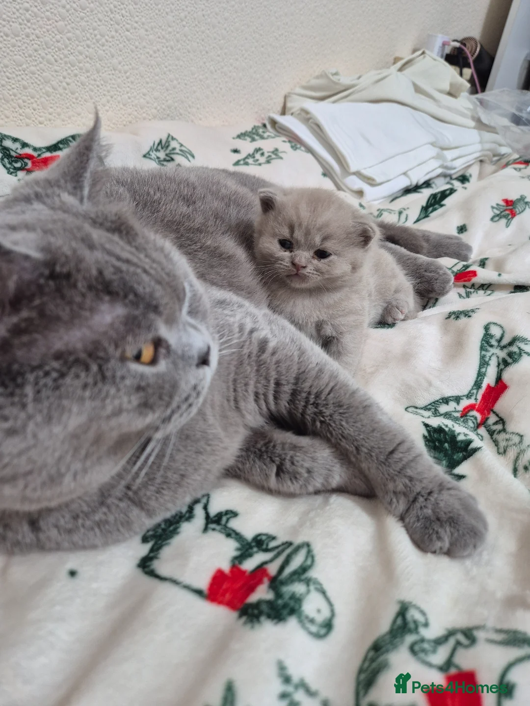 British Shorthair cats for sale: Cute, Lilac BSH boy for new home  - Advert 2
