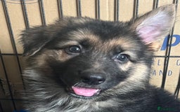 German Shepherd dogs for sale: German shepherd pups silver sable black/tan black  - Image 3