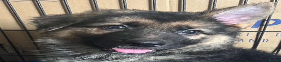 German Shepherd Puppy 4