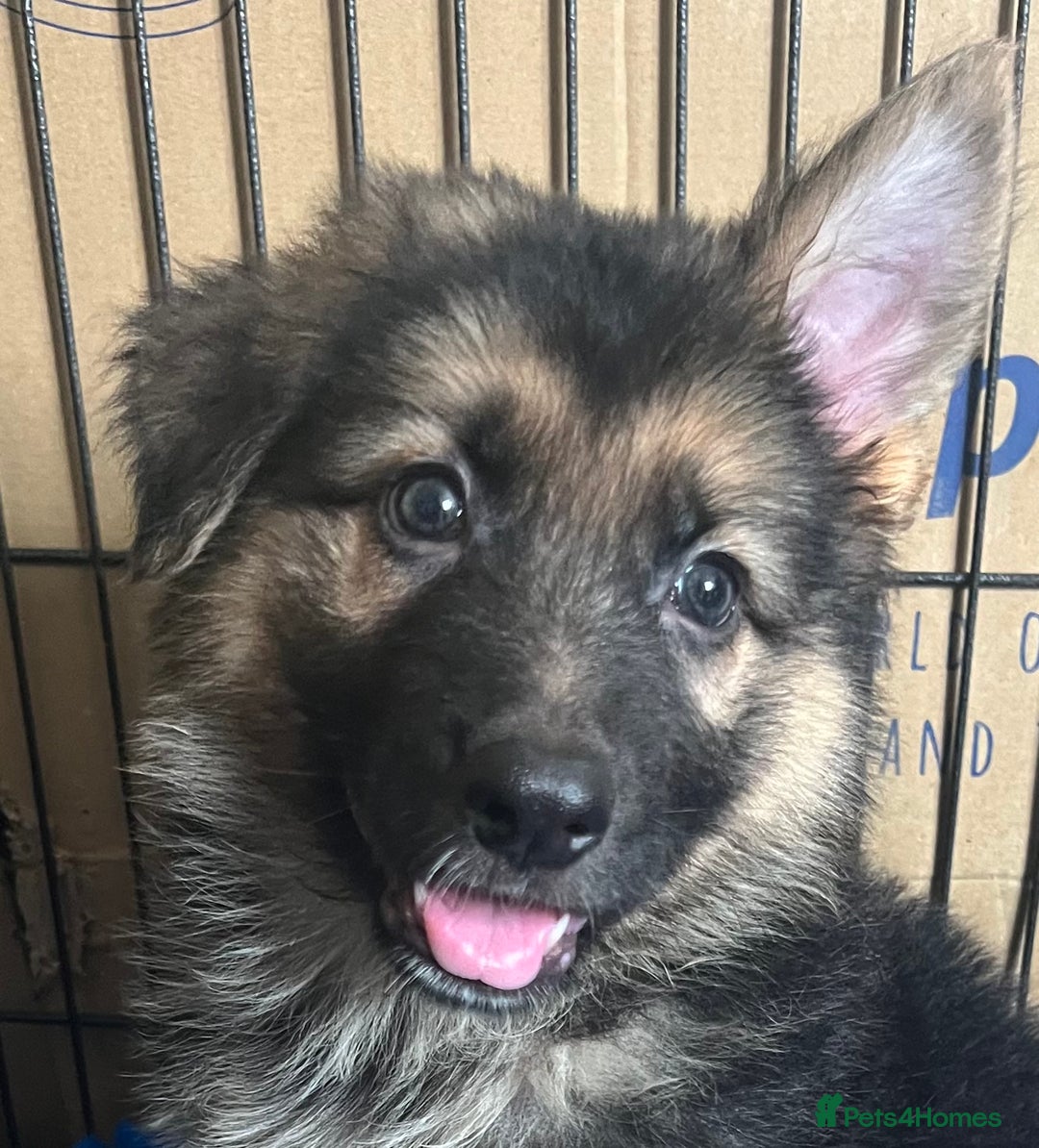 German Shepherd dogs for sale: German shepherd pups silver sable black/tan black  - Image 3