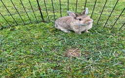 Netherland Dwarf rabbits for sale: Pure Netherland dwarf babies  - Image 9