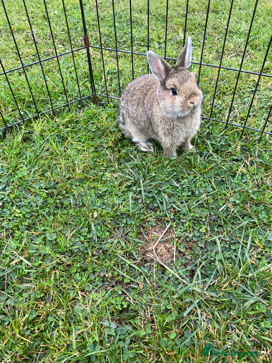 Netherland Dwarf rabbits for sale: Pure Netherland dwarf babies  - Image 9