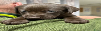 Chocolate Female