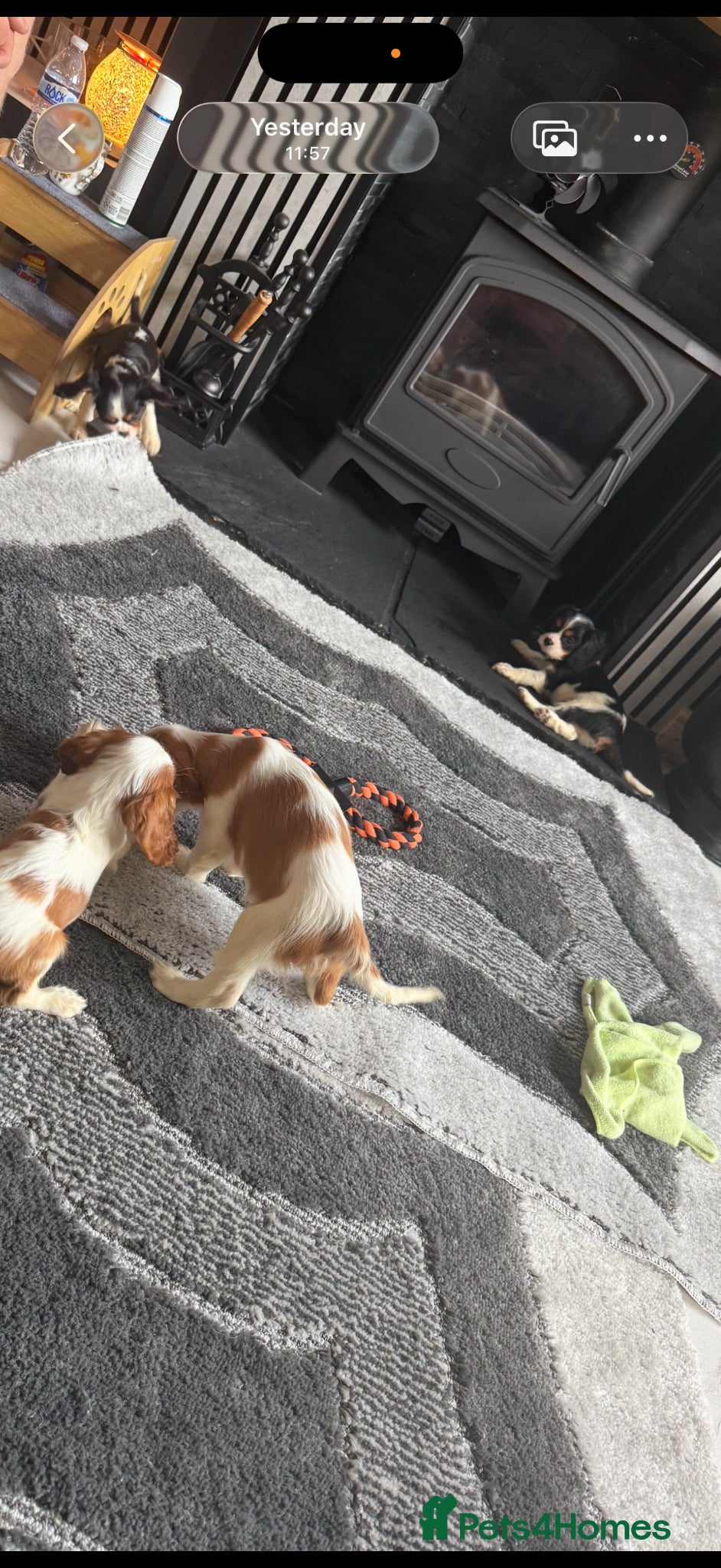 Cavalier King Charles Spaniel dogs Kc cavalier puppies dna clear  - Advert 2