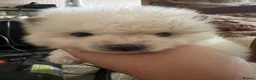 Pomsky dogs for sale: Pomsky puppies  - Advert 4
