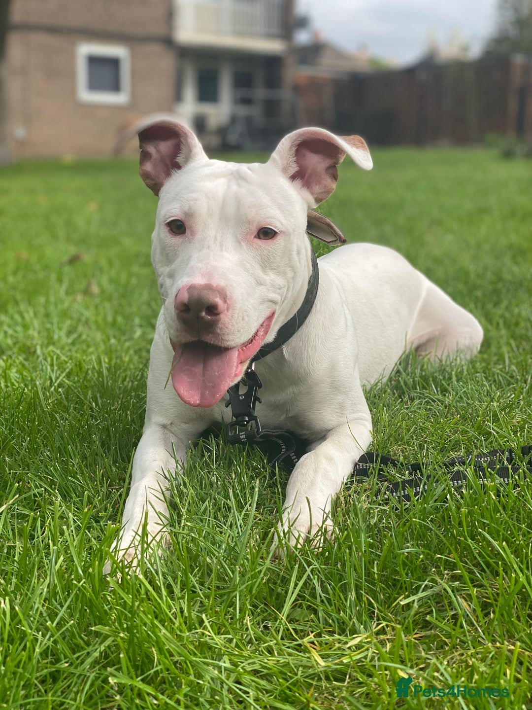 Mixed Breed dogs for sale: Stunning White Male - Image 3