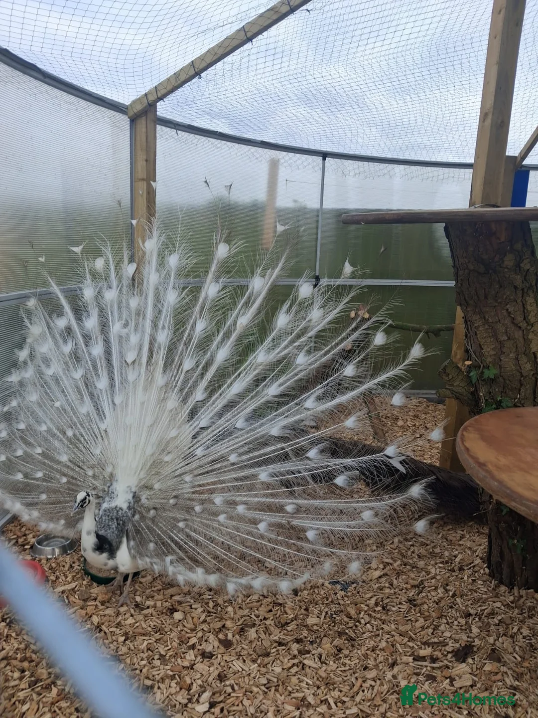 Peafowl poultry for sale: White Silver Pied Peacock  Fertile Male Full Train in Swansea - Advert 1
