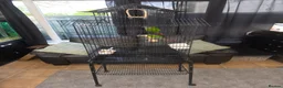 Conures birds for sale: Conure and cage  - Advert 1