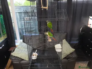 Conures birds Conure and cage - Advert 2